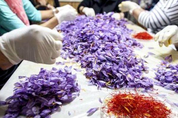 希腊西红花首次对华出口 将与中国藏红花媲美