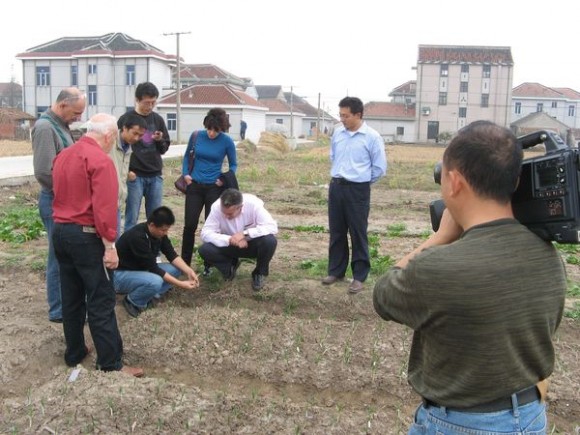 西班牙客商參觀了位于上海崇明島上的藏紅花産地 西班牙客商參觀了位于上海崇明島上的藏紅花産地