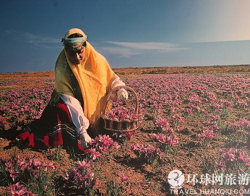 伊朗婦女采摘藏紅花 伊朗婦女采摘藏紅花