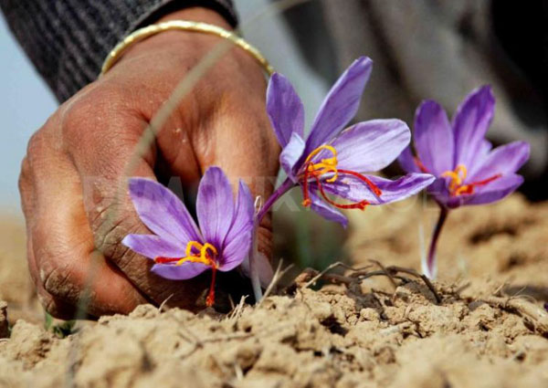 克什米尔农民采摘藏红花