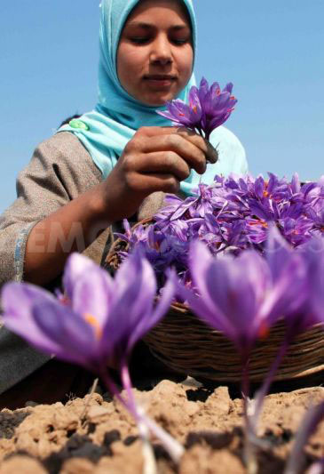 克什米尔农民采摘藏红花