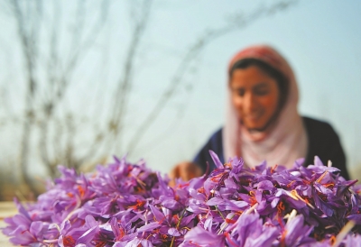 印控克什米爾首府斯利那加花農采摘藏紅花